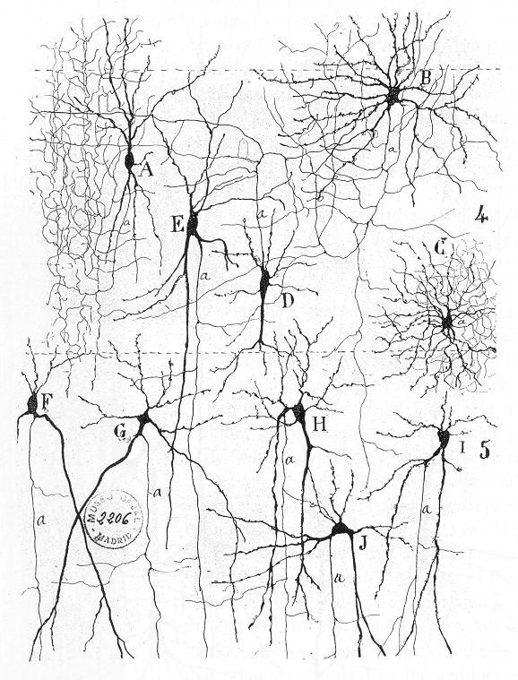 Drawing of inside of the brain by by Santiago Ramón y Cajal