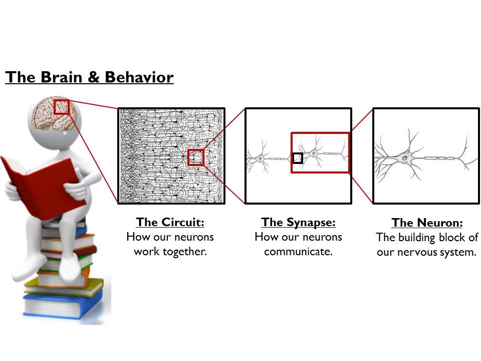 Within the brain are circuits made up of multiple neurons, who communicate via the synapse.