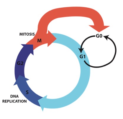 Phases of the cell cycle include G0, G1, S, G2 and M.
