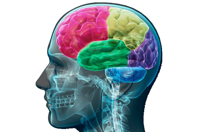 Cortical regions of the brain